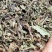 广西猫须草猫须公新货化石草颜色青绿，货源充足