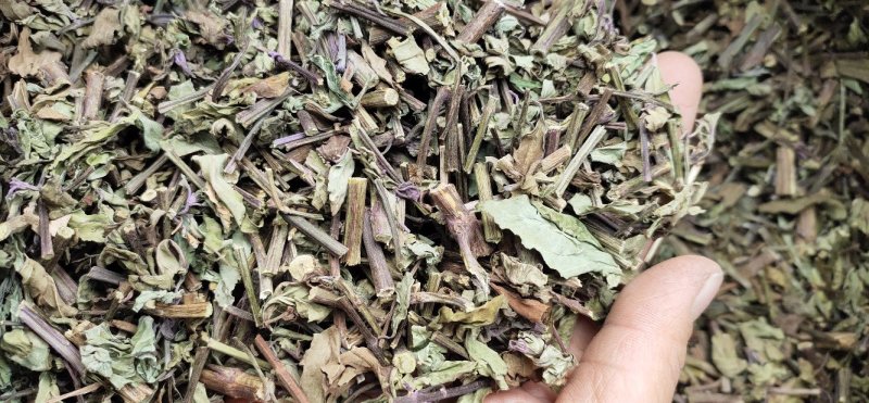 广西猫须草猫须公新货化石草颜色青绿，货源充足