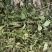 广西猫须草猫须公新货化石草颜色青绿，货源充足