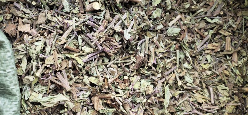 广西猫须草猫须公新货化石草颜色青绿，货源充足