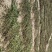 广西猫须草猫须公新货化石草颜色青绿，货源充足