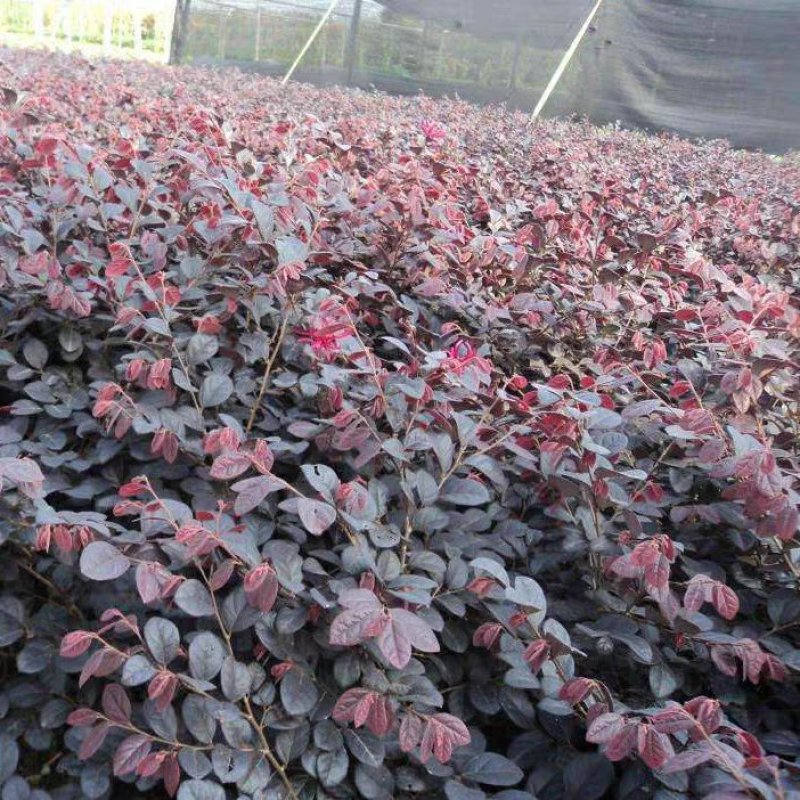 红花继木庭院四季常青绿化苗木红花继木苗各种规格