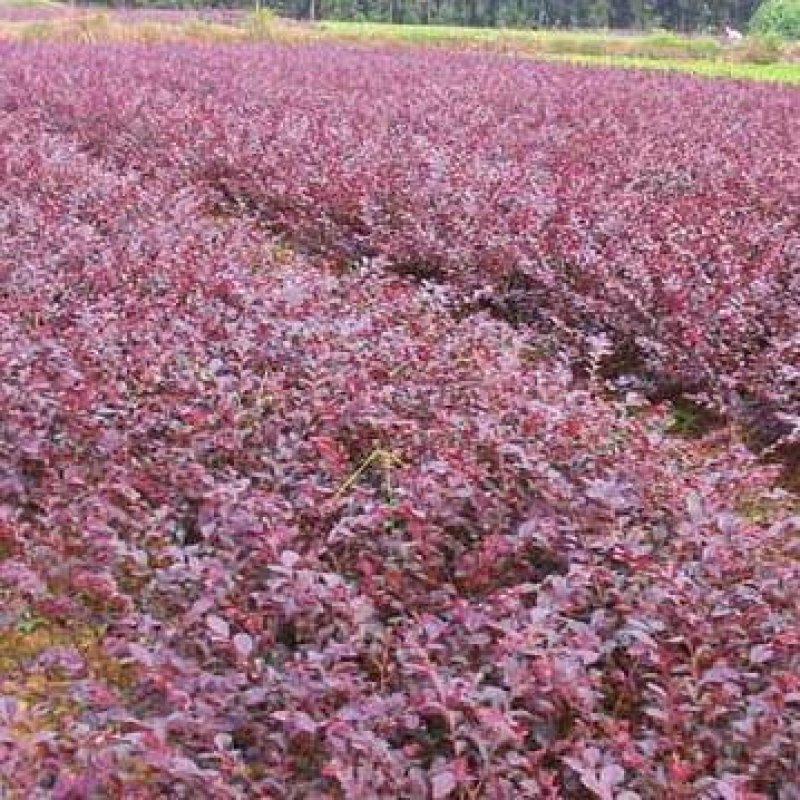 红花继木庭院四季常青绿化苗木红花继木苗各种规格