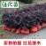 红花继木庭院四季常青绿化苗木红花继木苗各种规格