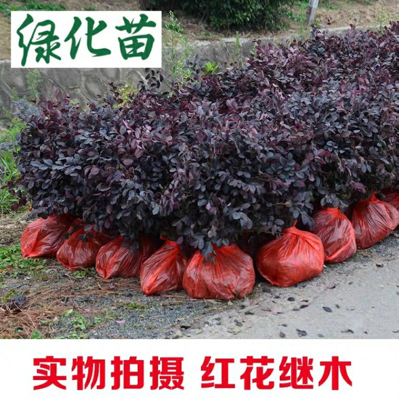 红花继木庭院四季常青绿化苗木红花继木苗各种规格
