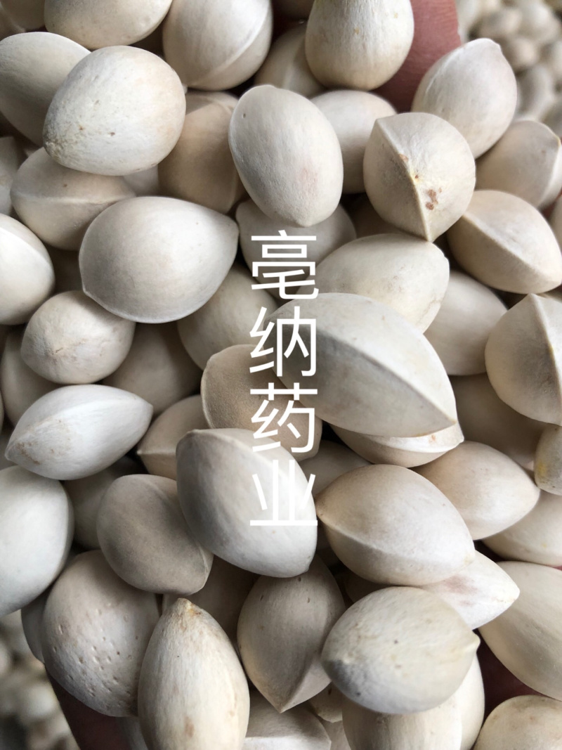 白果中药材优质白果1⃣️公斤起批壳白银杏果