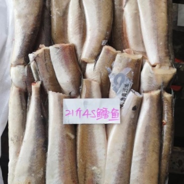 多种款多种型号优质鳕鱼