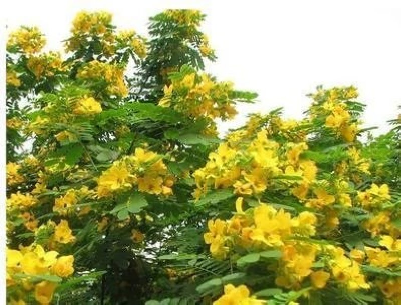 黄花槐树黄花槐树苗大量有货基地直供