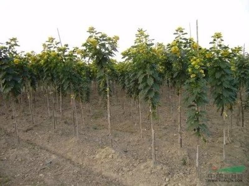 黄花槐树黄花槐树苗大量有货基地直供