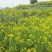 黄花槐树黄花槐树苗大量有货基地直供