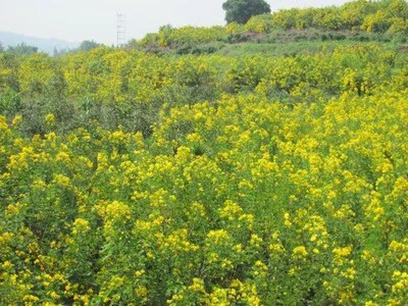 黄花槐树黄花槐树苗大量有货基地直供