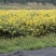 黄花槐树黄花槐树苗大量有货基地直供