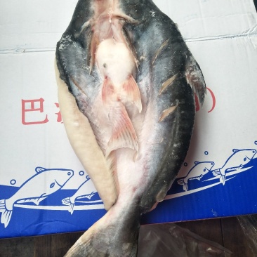 开背巴沙鱼腌制的一件代发