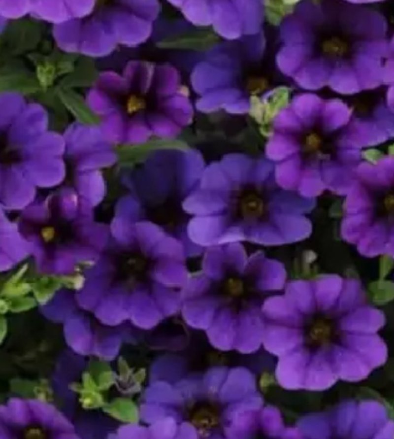 矮牵牛花种子四季易种阳台盆栽垂吊牵牛花籽