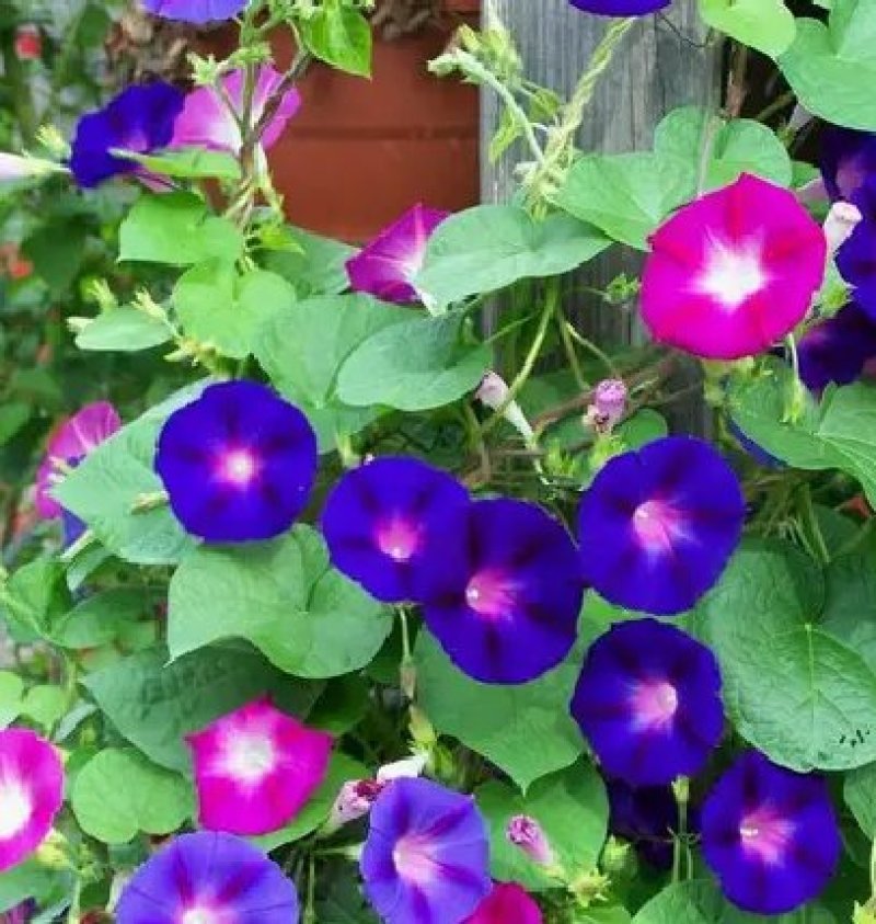 矮牵牛花种子四季易种阳台盆栽垂吊牵牛花籽