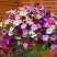 矮牵牛花种子四季易种阳台盆栽垂吊牵牛花籽