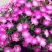 矮牵牛花种子四季易种阳台盆栽垂吊牵牛花籽