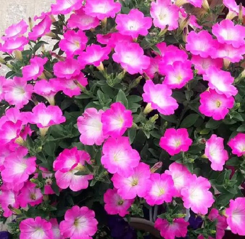 矮牵牛花种子四季易种阳台盆栽垂吊牵牛花籽