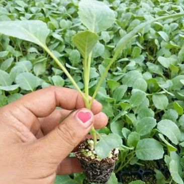 特级松花苗，花菜苗，有机花全国包邮，基地直供，品质保障！
