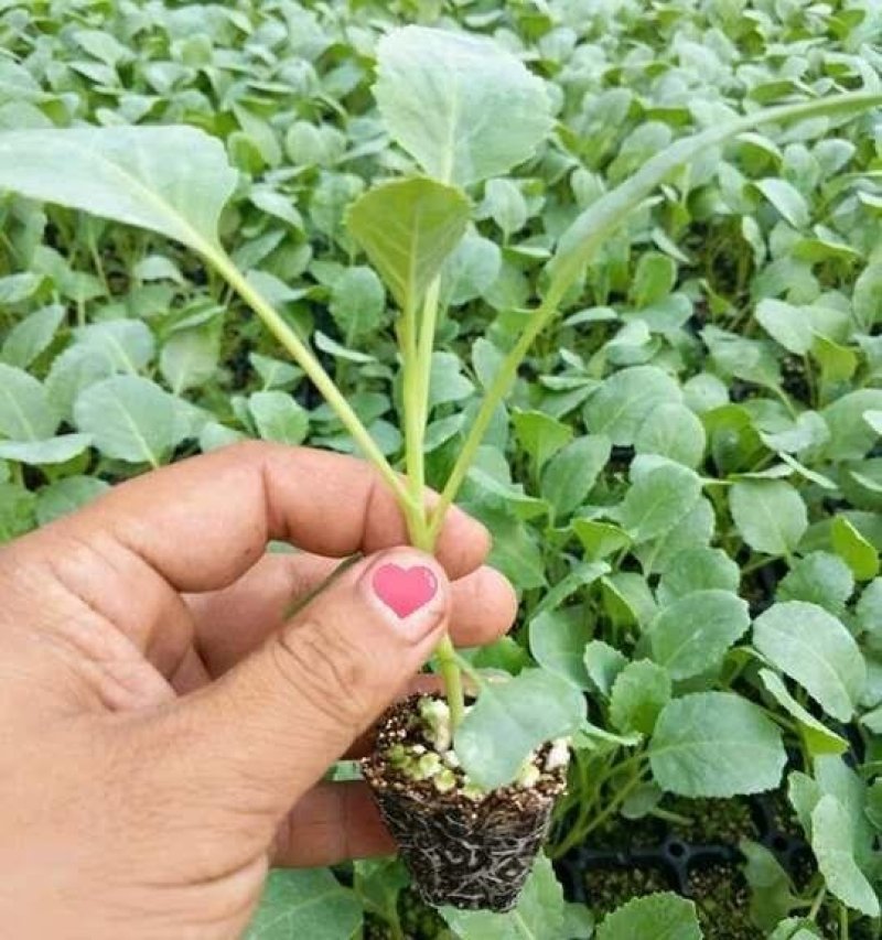 特级松花苗，花菜苗，有机花全国包邮，基地直供，品质保障！