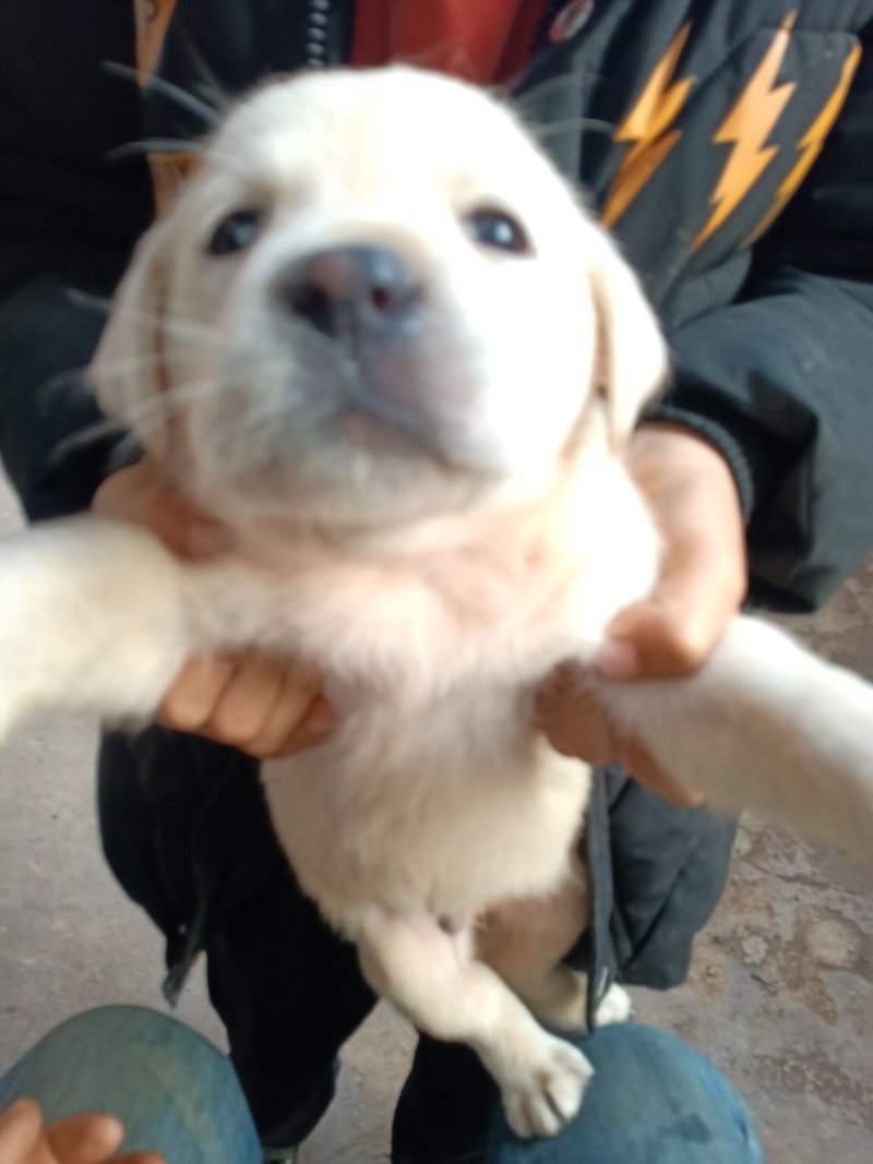 拉布拉多犬