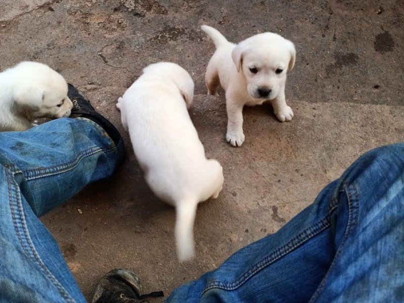 拉布拉多犬
