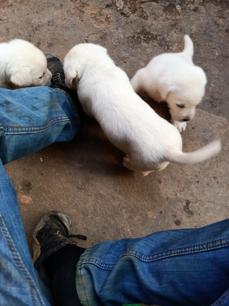 拉布拉多犬