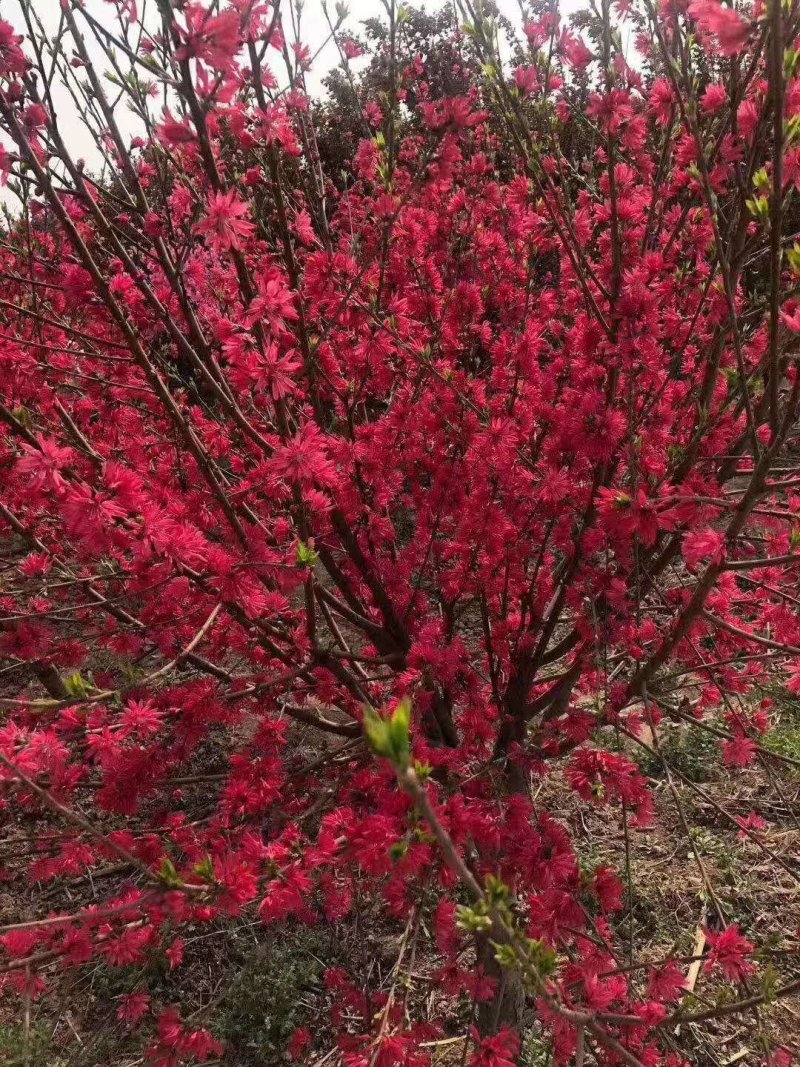 菊花碧桃，一手货源，无中间赚差价，河南鄢陵货源