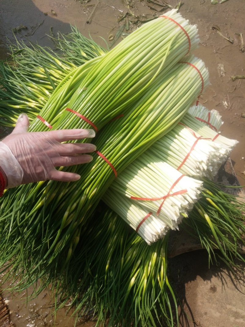 沛县新鲜精品白帽蒜苔大量上市，蒜薹欢迎全国客商前来订购