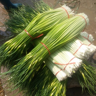 沛县新鲜精品白帽蒜苔大量上市，蒜薹欢迎全国客商前来订购