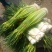 沛县新鲜精品白帽蒜苔大量上市，蒜薹欢迎全国客商前来订购