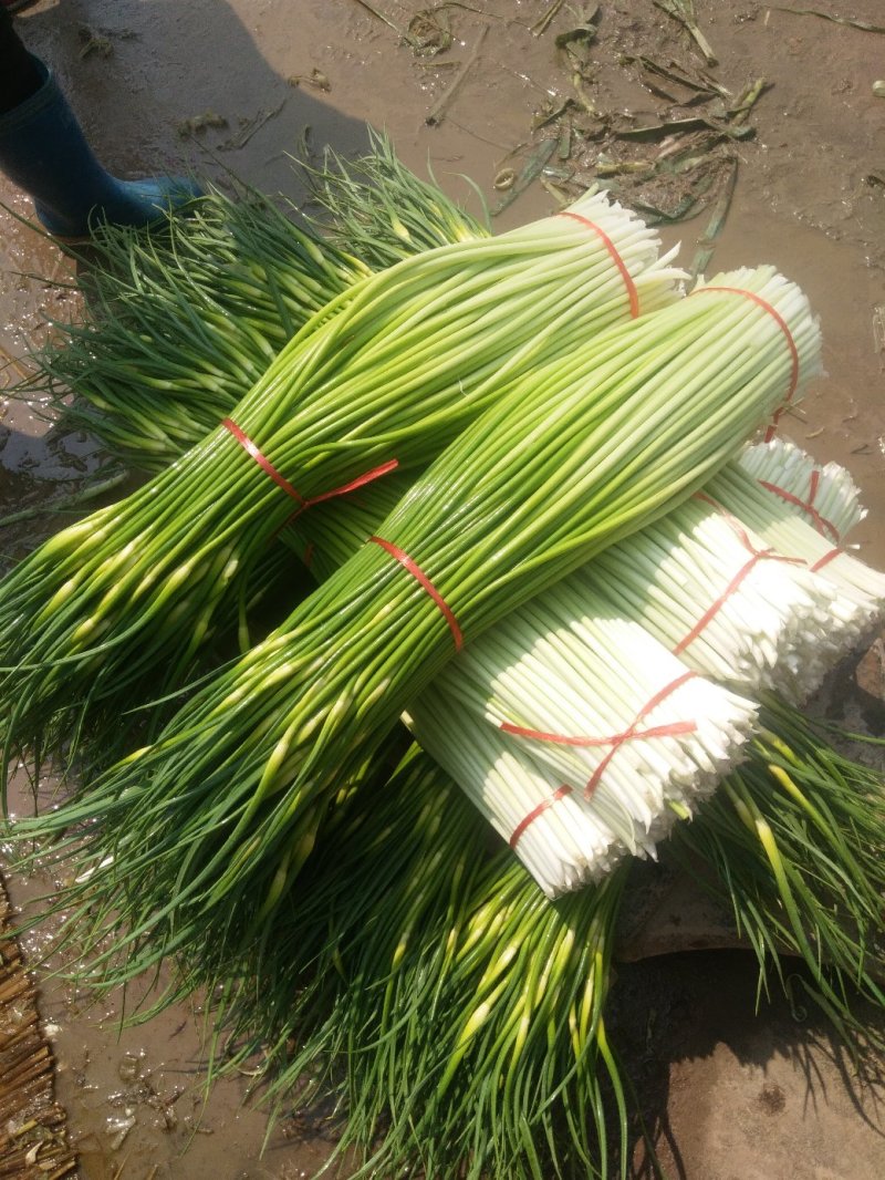 沛县新鲜精品白帽蒜苔大量上市，蒜薹欢迎全国客商前来订购