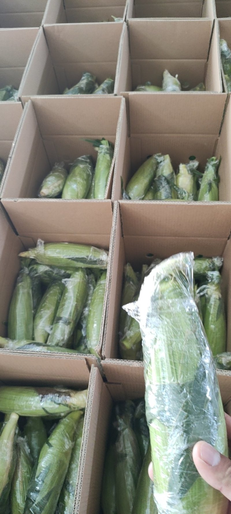 新鲜水果玉米