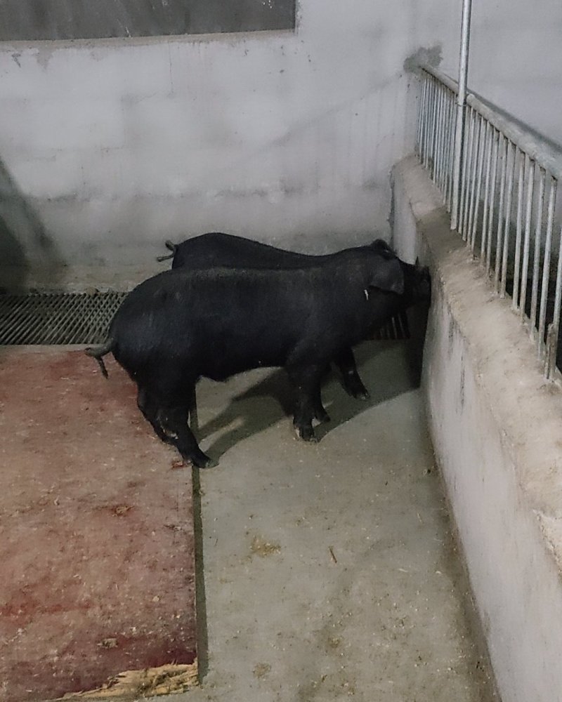 苏太母猪