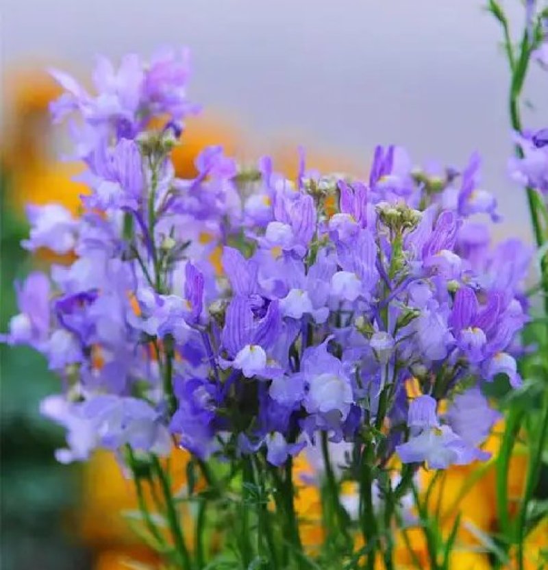 蓝花亚麻种子多年生花卉品种