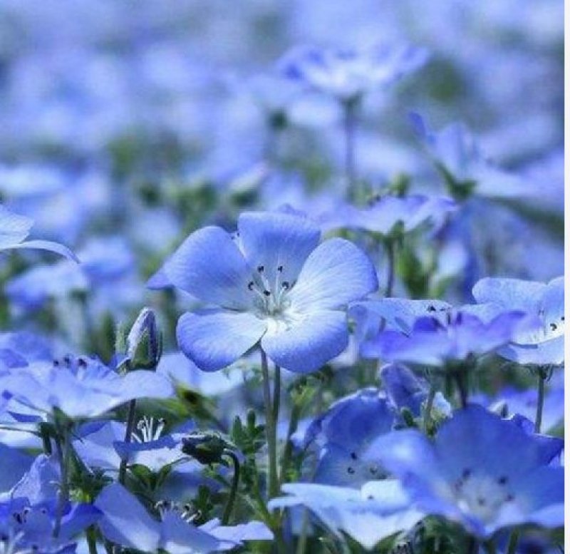 蓝花亚麻种子多年生花卉品种