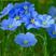 蓝花亚麻种子多年生花卉品种