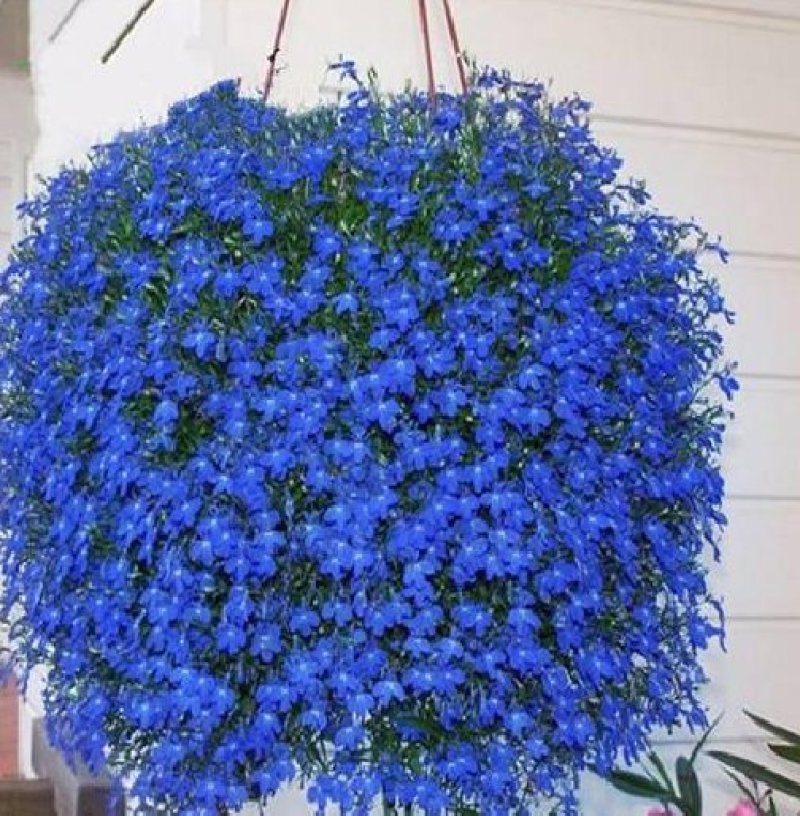 蓝花亚麻种子多年生花卉品种