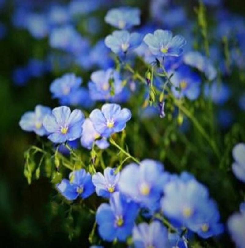 蓝花亚麻种子多年生花卉品种