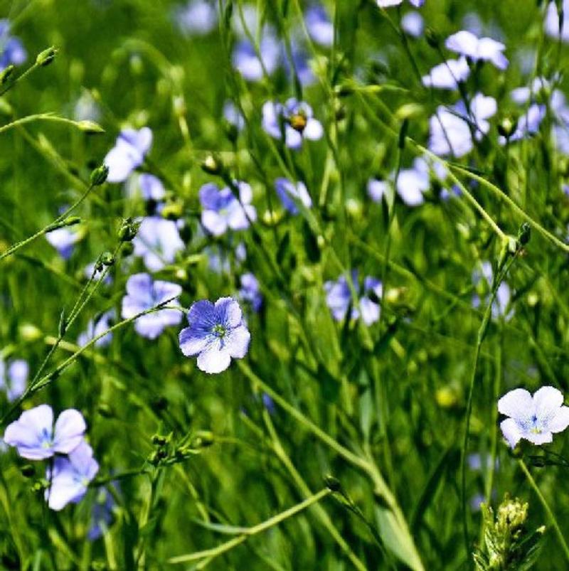 蓝花亚麻种子多年生花卉品种