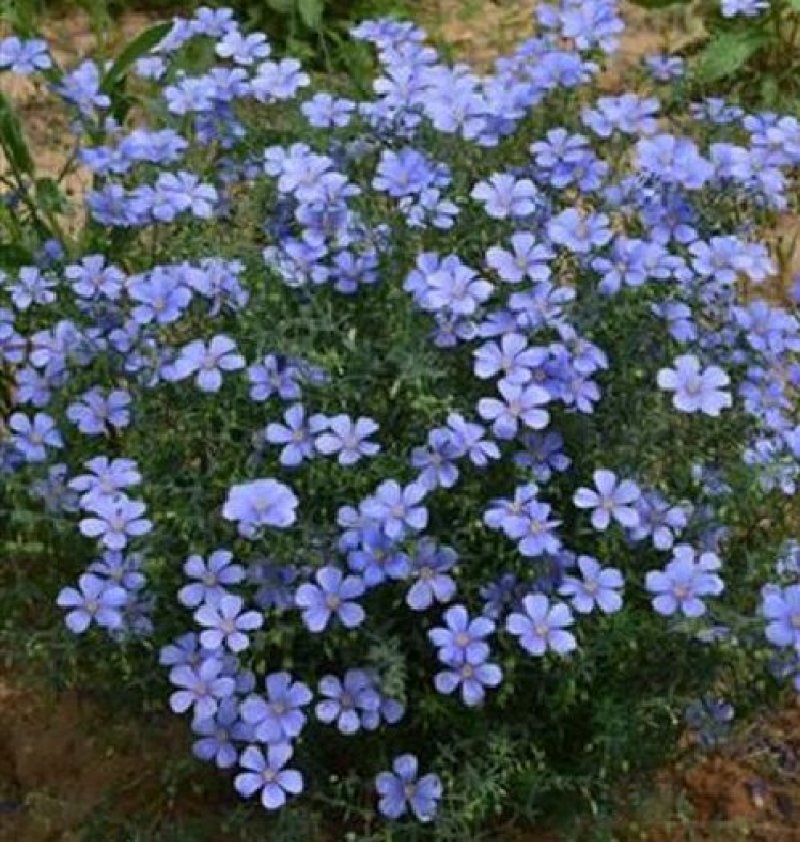 蓝花亚麻种子多年生花卉品种