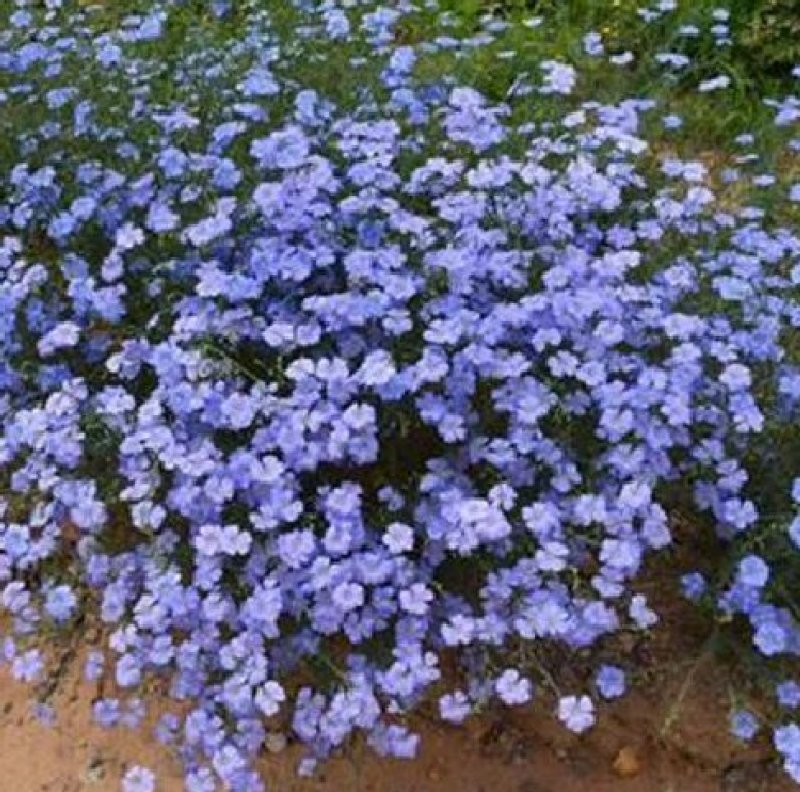 蓝花亚麻种子多年生花卉品种