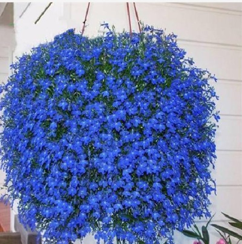 蓝花亚麻种子多年生花卉品种