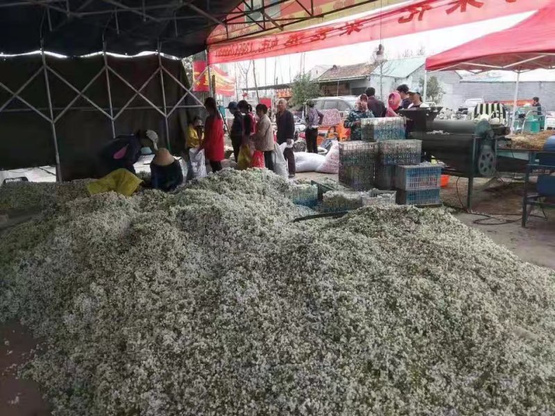 安徽砀山梨花花粉各种品种的梨授粉使用全国发货保证质量