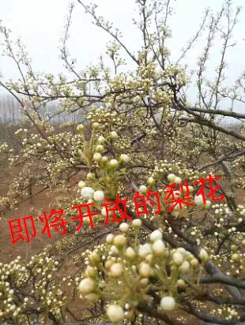 安徽砀山梨花花粉各种品种的梨授粉使用全国发货保证质量