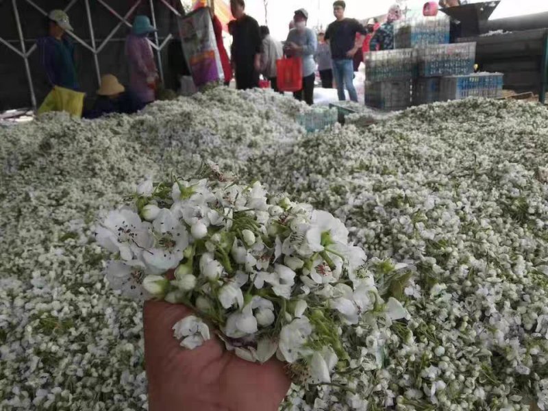 安徽砀山梨花花粉各种品种的梨授粉使用全国发货保证质量