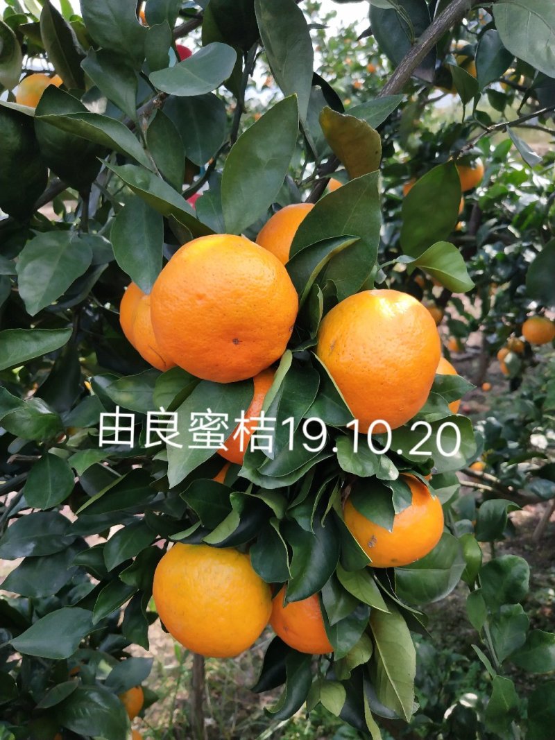 浙江宁海正宗由良蜜桔大树早熟蜜桔温州蜜桔丰产收益早树型好