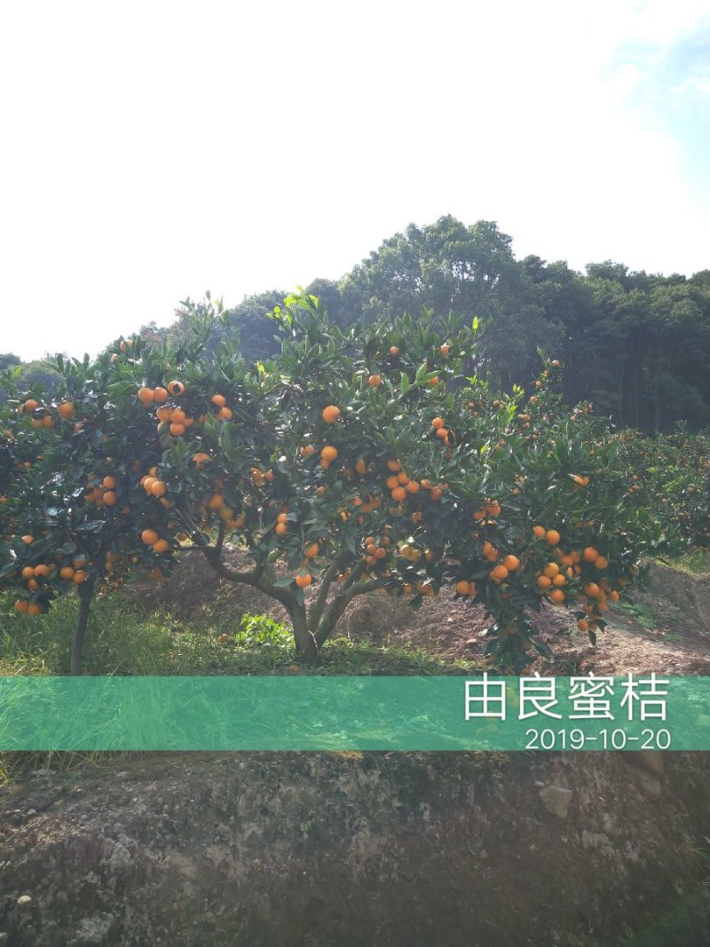 浙江宁海正宗由良蜜桔大树早熟蜜桔温州蜜桔丰产收益早树型好