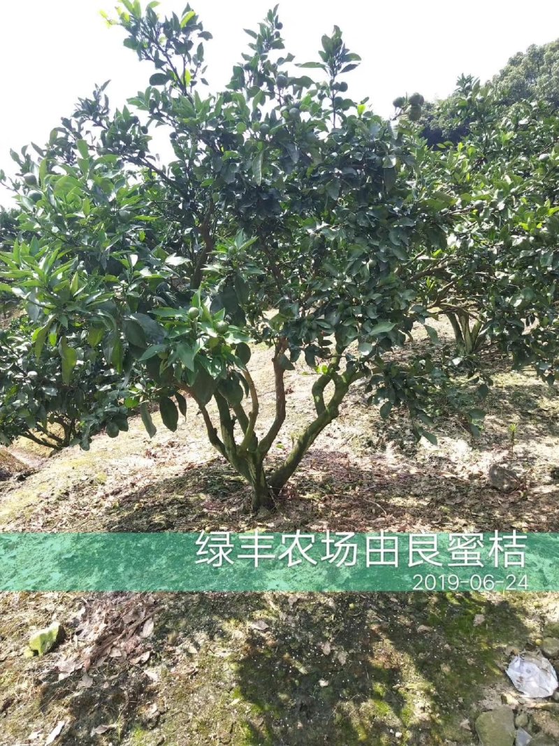 浙江宁海正宗由良蜜桔大树早熟蜜桔温州蜜桔丰产收益早树型好