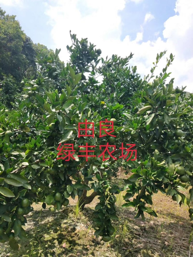 浙江宁海正宗由良蜜桔大树早熟蜜桔温州蜜桔丰产收益早树型好